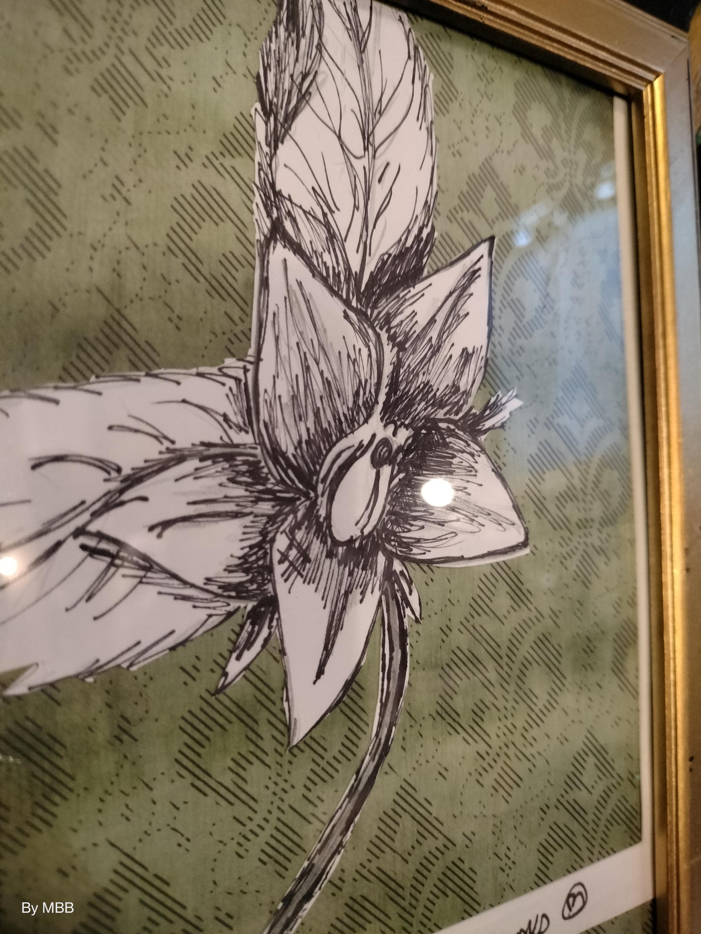 The deadly garden - Mandrake